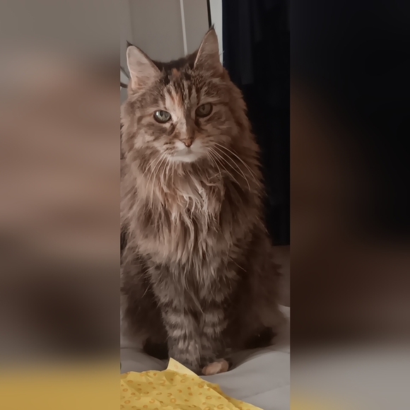 MeetThePosher🪷@Uniqueboutique - Picture 15 of 16